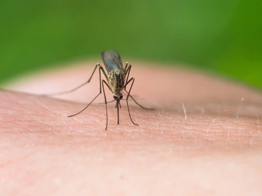 komarac-na-kozi
